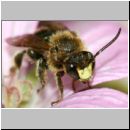 Macropis sp - Schenkelbiene m01e 9mm.jpg